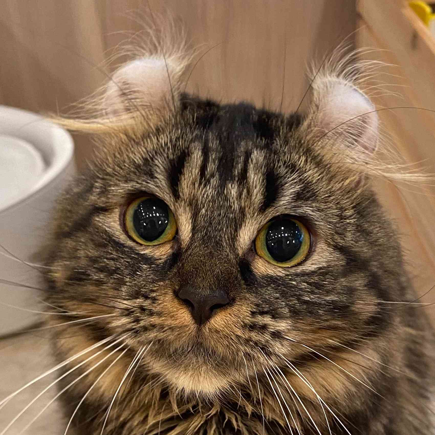 ショコラ